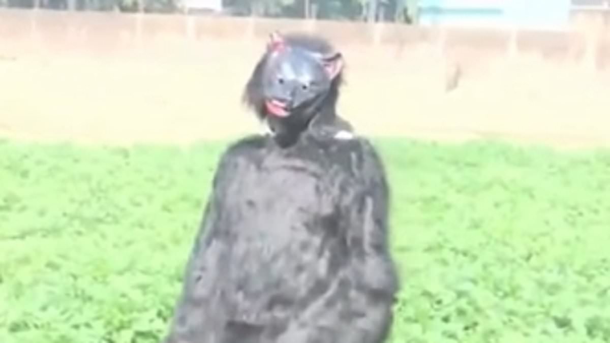 Desperate farmers start dressing as BEARS and growling in attempt to scare off potato-eating monkeys