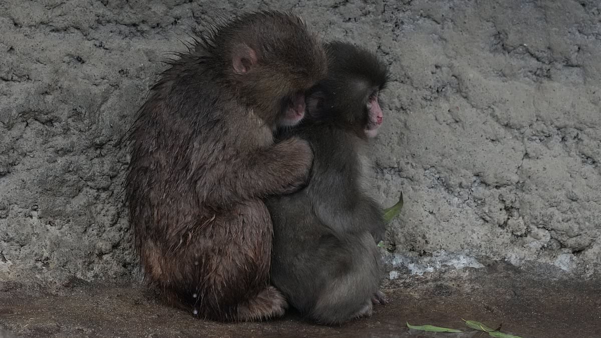 Punch has got a pal! Little monkey who had no one to love but his stuffed toy finally makes friends as he cuddles up to another macaque at Japanese zoo