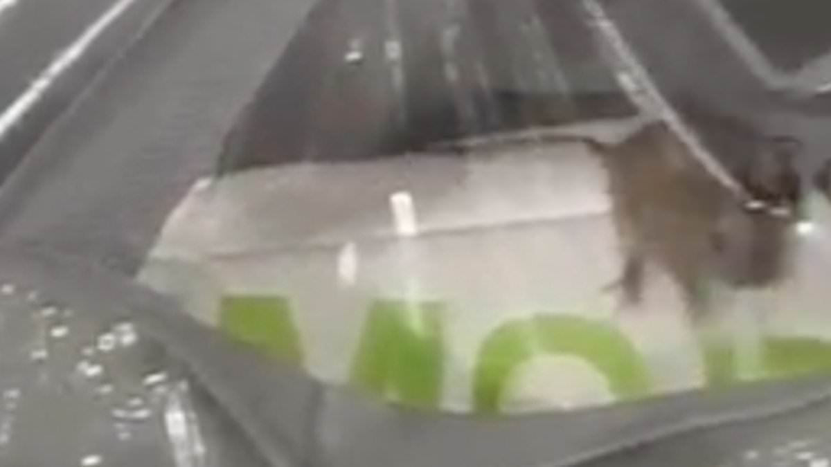 Primark shopper startled after spotting mouse scurrying around inside a pillow bag at Birmingham store