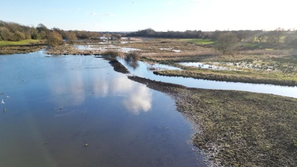 Six-acre bog that's underwater for most of the year goes on sale for £250,000 (but you'll need a pair of wellies to view it)