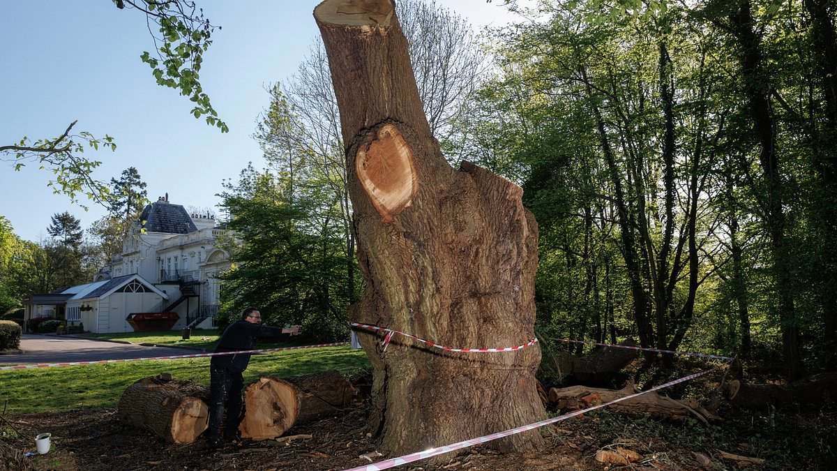 Toby Carvery restaurant faces eviction after sparking furious backlash for felling 500-year-old oak tree beloved by the community
