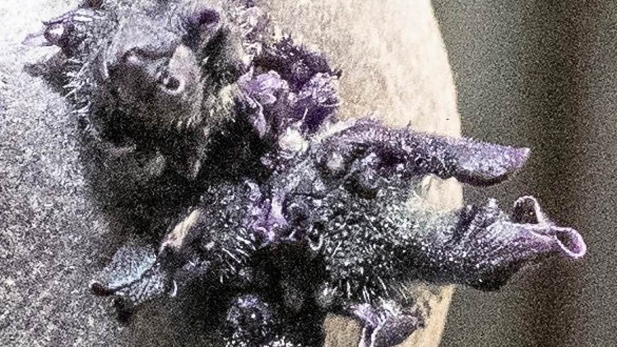 NASA astronaut shares a photo of a bizarre tentacled object growing on the International Space Station - as disturbed fans quip 'kill it with fire!'