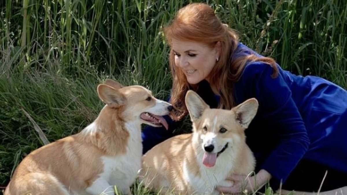 The X-Factor for dogs, anyone? Sarah Fegruson shops around reality show formats as she attempts to reinvent herself as TV entrepreneur