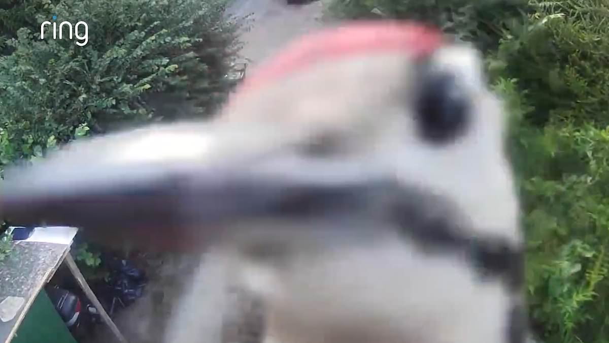 Moment determined woodpecker named Rambo attacks Ring doorbell for 15 minutes... before breaking it