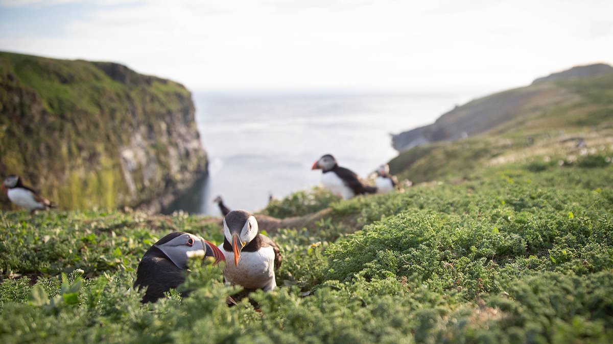 The beautiful Welsh island you can stay on for free - if you're willing to count puffins