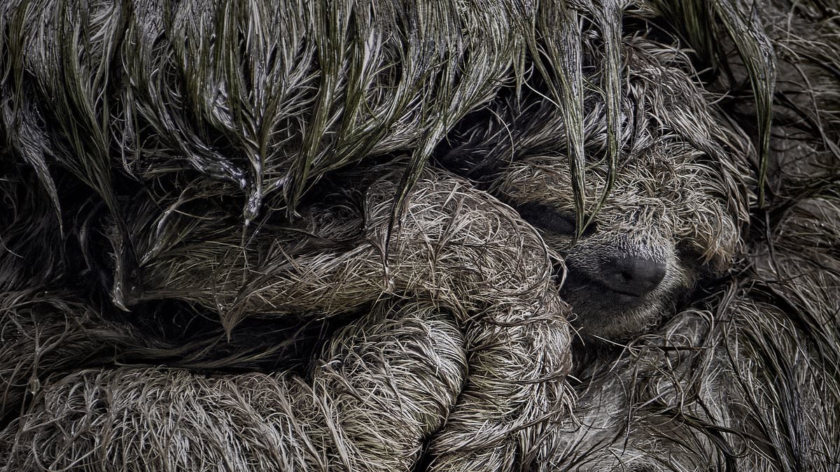 Can you spot the smirk? Wildlife Photographer of the Year's finalists are revealed - here's how to pick your favourite