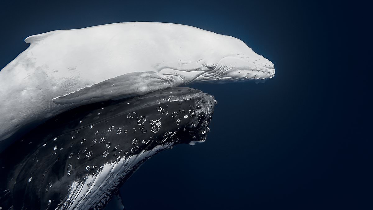 IN PICTURES: The spectacular World Nature Photography Award winners, from a rare humpback whale sighting in Tonga to a giraffe drinking in Botswana