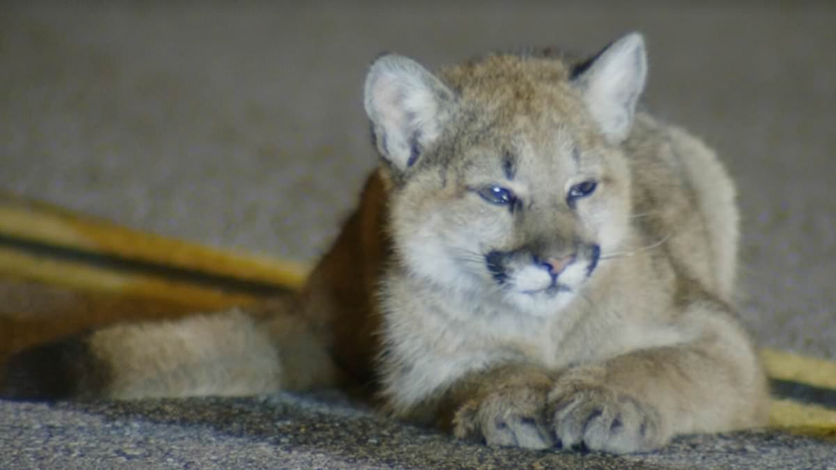 Adorable baby mountain lion filmed sitting placidly in middle of road... but experts say there's a heartbreaking reason why it is so calm