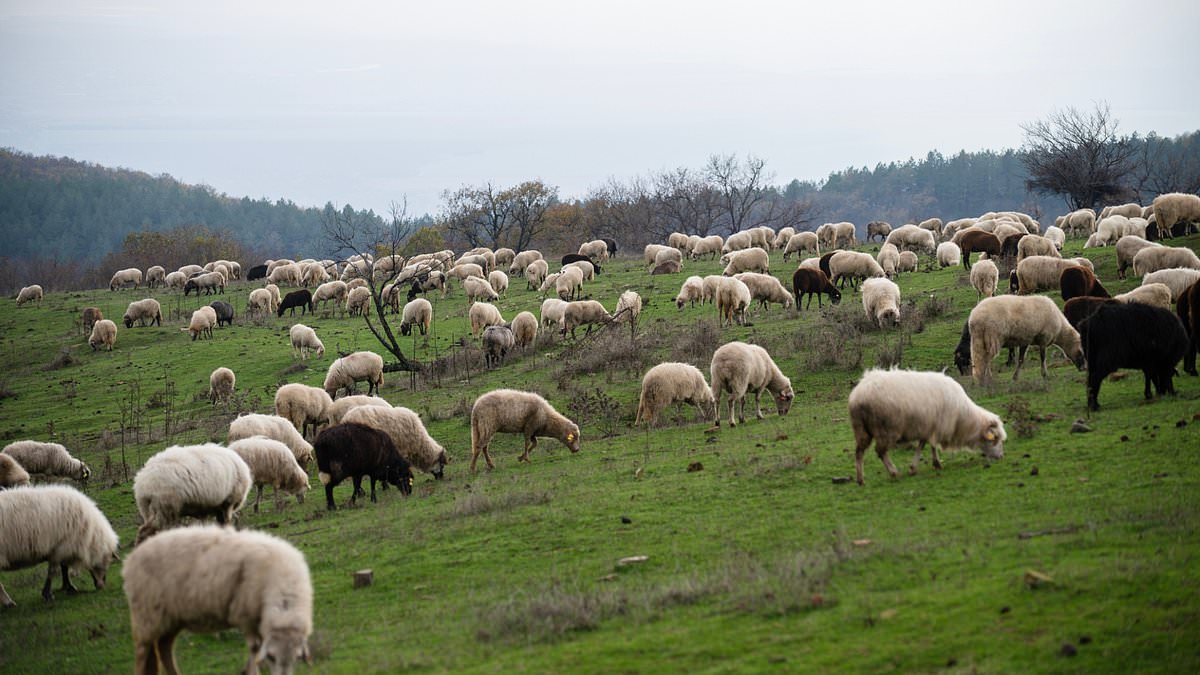 Dog owners face unlimited fines and could even have their pets seized if they attack livestock under new laws