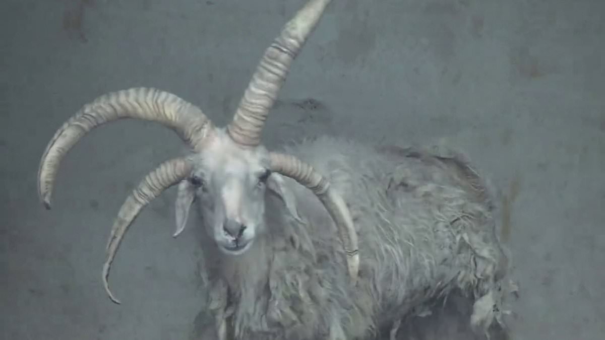 I'm horny… horny, horny, horny: Mutated four-horned sheep becomes local attraction in Chinese zoo