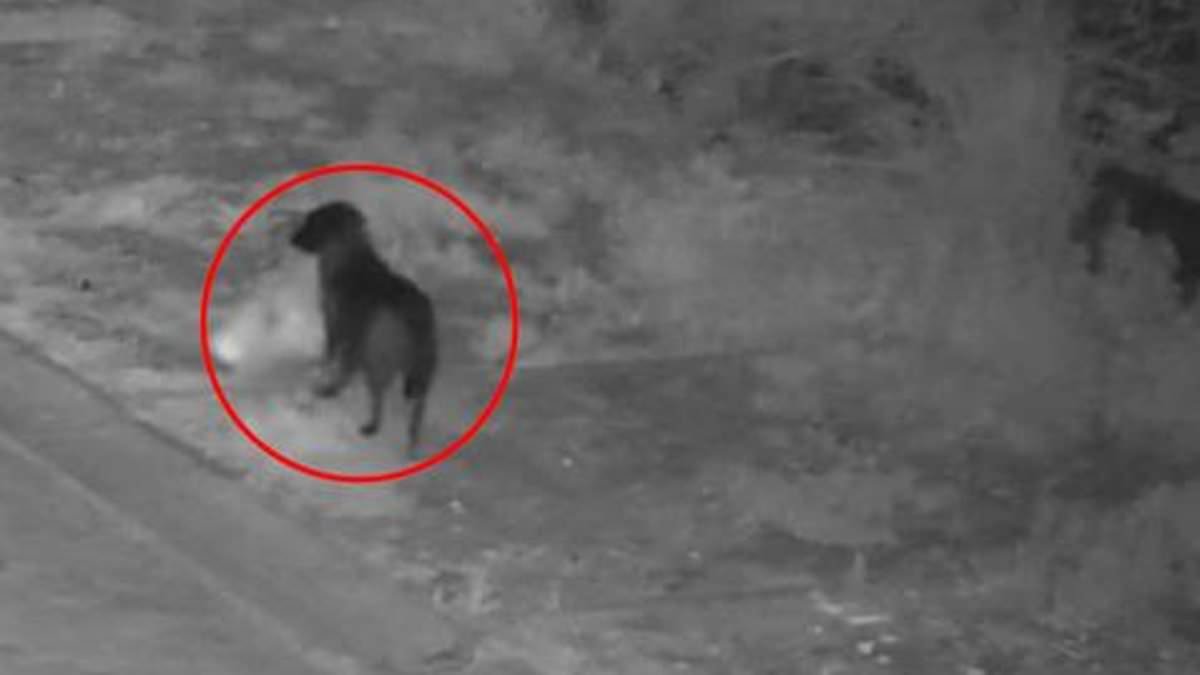 Caught red-pawed! Bizarre moment dog is seen fly-tipping rubbish on side of the road