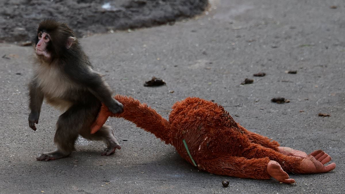 Why are animals picking on Punch the monkey? Scientists reveal the tragic truth about the viral macaque who keeps getting rejected