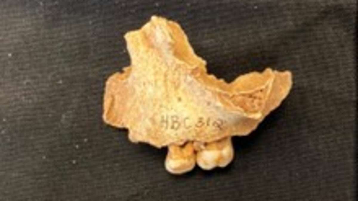 Britain's 'oldest Northerner' was a little girl! Reanalysis of 11,000-year-old remains confirms they belong to a three-year-old dubbed the 'Ossick Lass' - and not a man