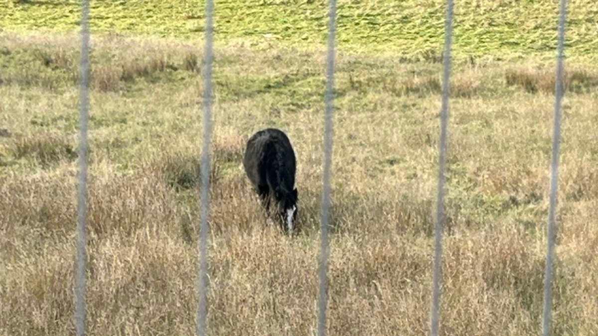 Just horsing around? Mystery as animals appear on controversial housing development site