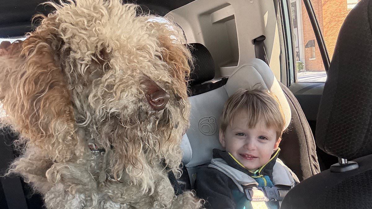 Kind-hearted woman is CHARGED after she took in frightened stray dog she saw being dumped in street during snow storm