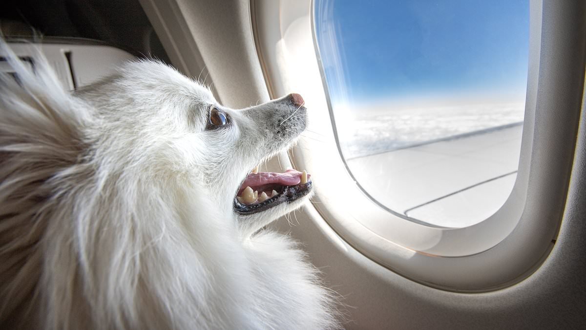 All the airlines that allow pets onboard in the cabin - and what to feed them before take-off