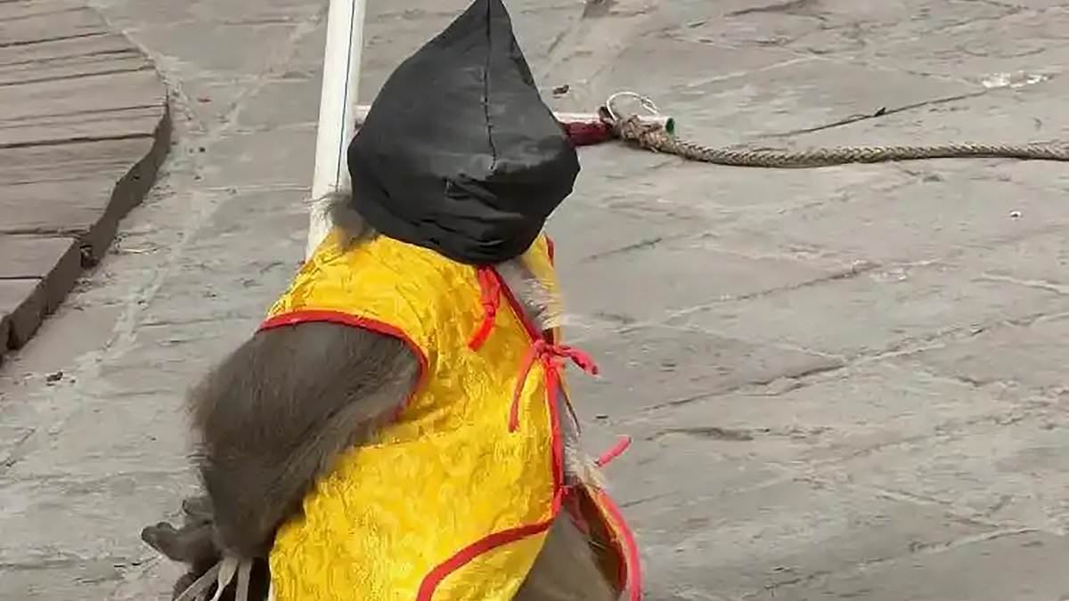 Fury over Chinese 'monkey execution' show where blindfolded primate is forced to kneel with arms tied ahead of mock shooting - to the delight of crowds at amusement park
