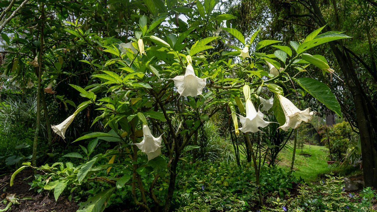 Epstein kept a secret garden of mind-controlling plants that turn people into 'zombies,' emails show