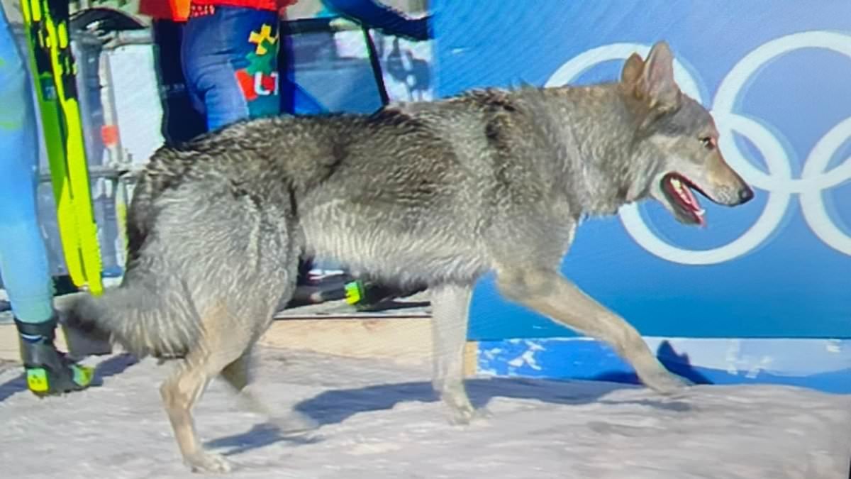 Is that a hu-ski?! Runaway dog risks causing 'disaster' at Winter Olympics after interrupting women's team cross country race