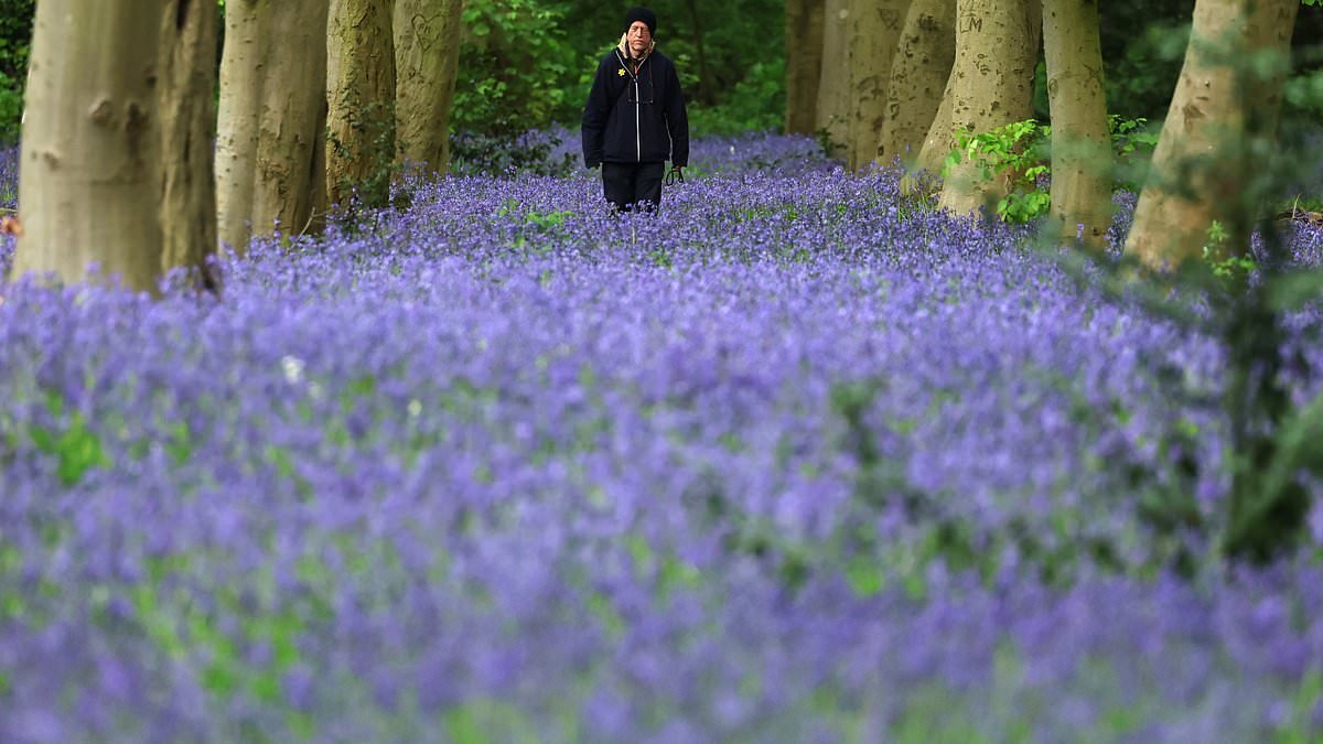Britain's bluebells bloom unusually early thanks to wetter weather and mild conditions
