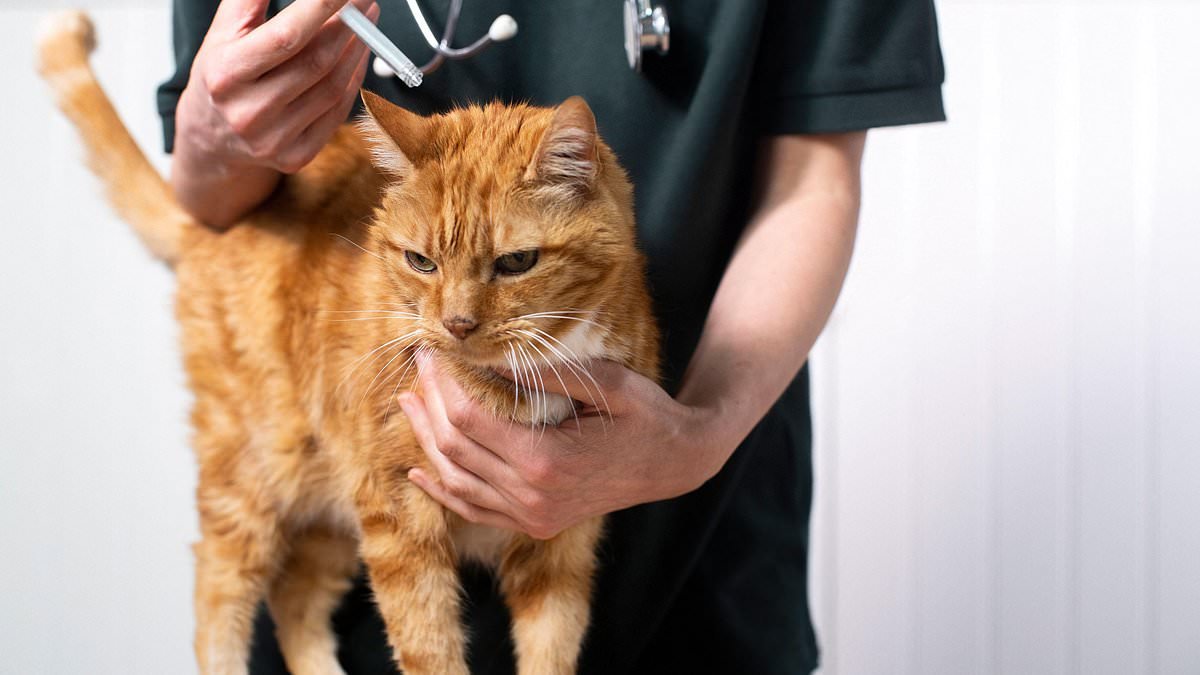 Concerning study finds that PETS are falling victim to Munchausen by Proxy, with vets suspecting their owners cause injuries or fake symptoms for attention