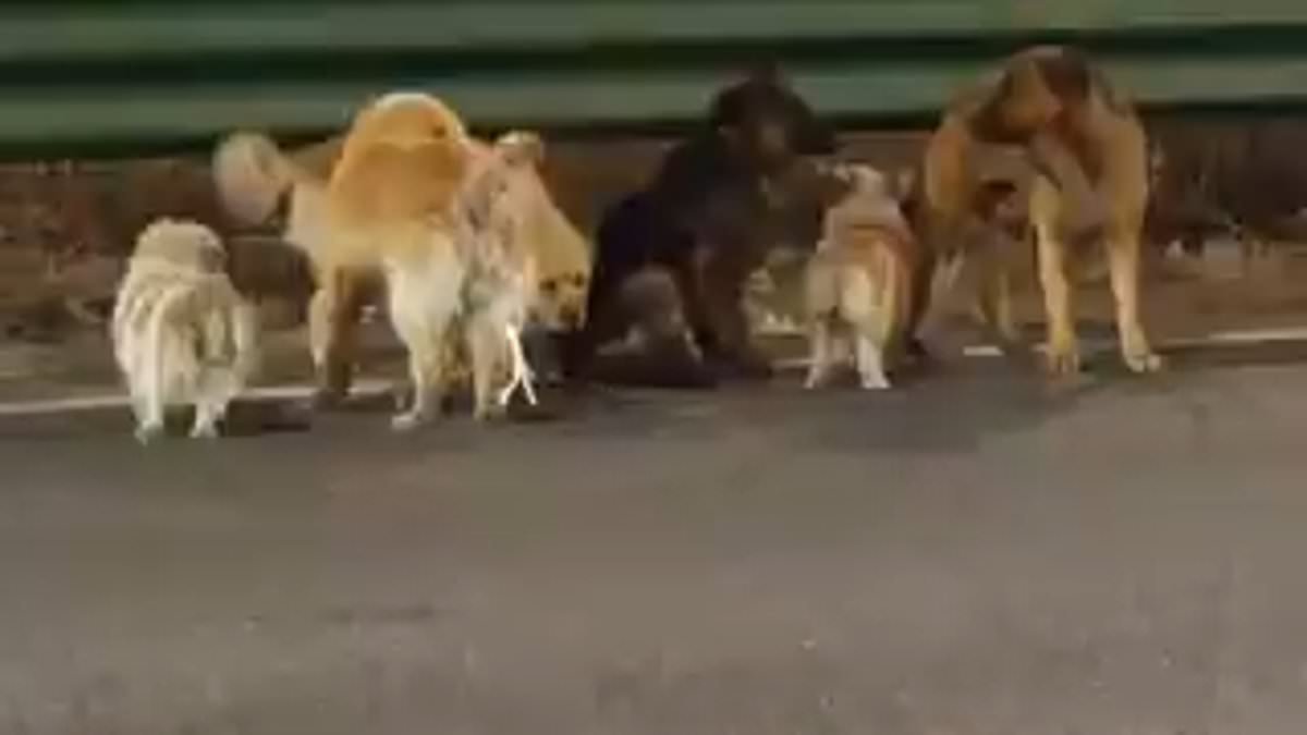 It's the movie we all want! Viral tale of dogs led back to their village by 'Big Fatty' the corgi who ensured no pooch was left behind sparks calls to turn it into a film