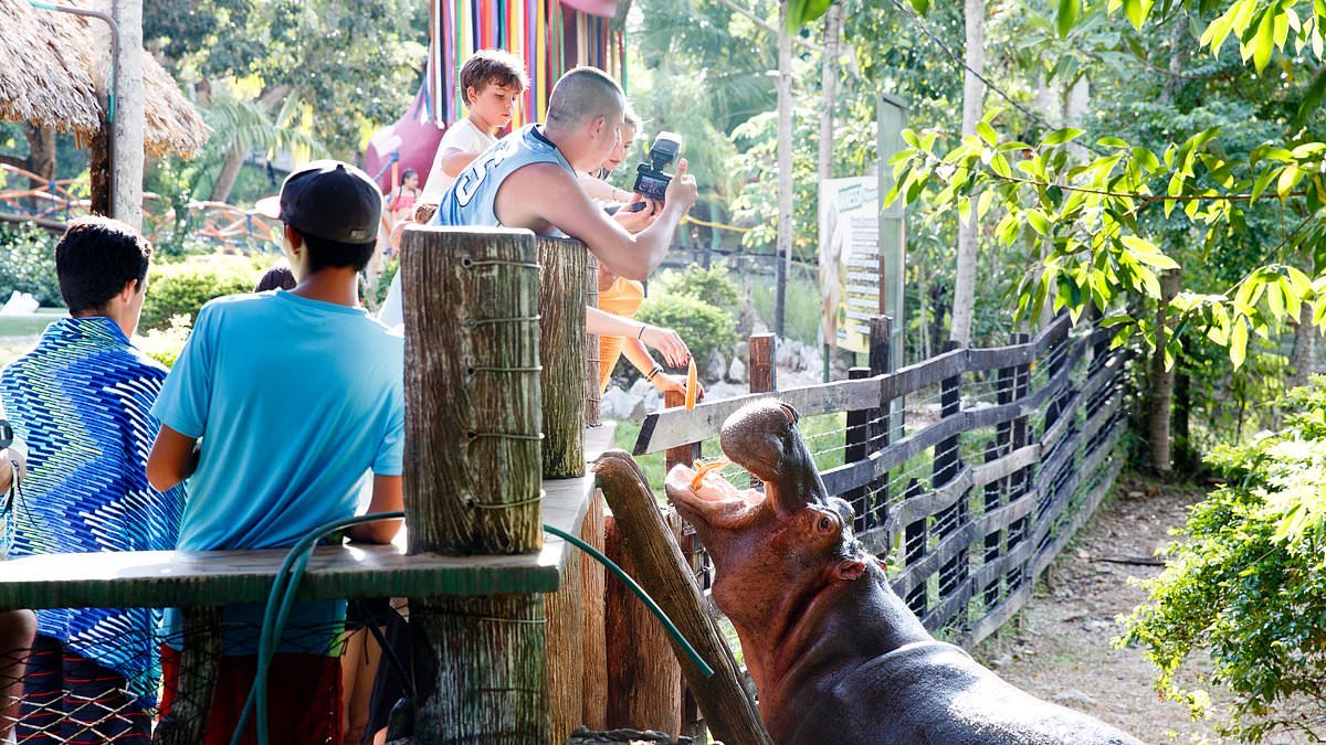 Colombian officials give the green light to the killing of dozens of wild hippos