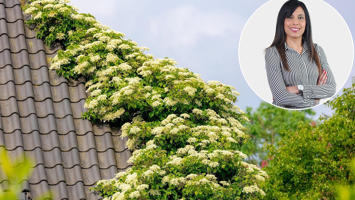 My neighbour's climbing hydrangea is out of control - how can I sort this out?