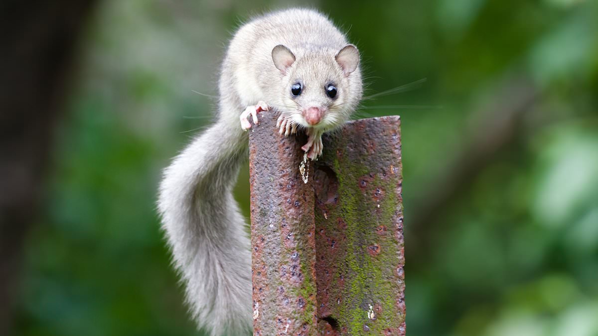 They're far worse than mice, chew electrical wiring, smell awful and you can't exterminate them... how I discovered the new breed of vermin that's terrorising thousands - and this is the area worst affected: ALEXANDRA SHULMAN