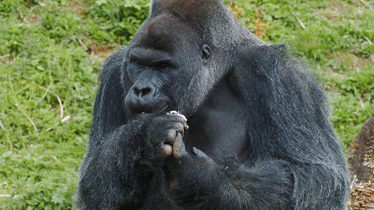 Bristol Zoo's oldest silverback gorilla Jock, 45, dies days after move into new home following criticism