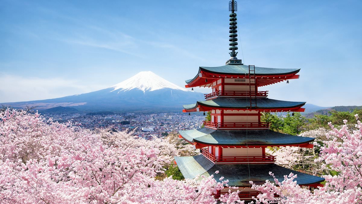 Fear of unruly tourists sees Japan cherry blossom festival cancelled