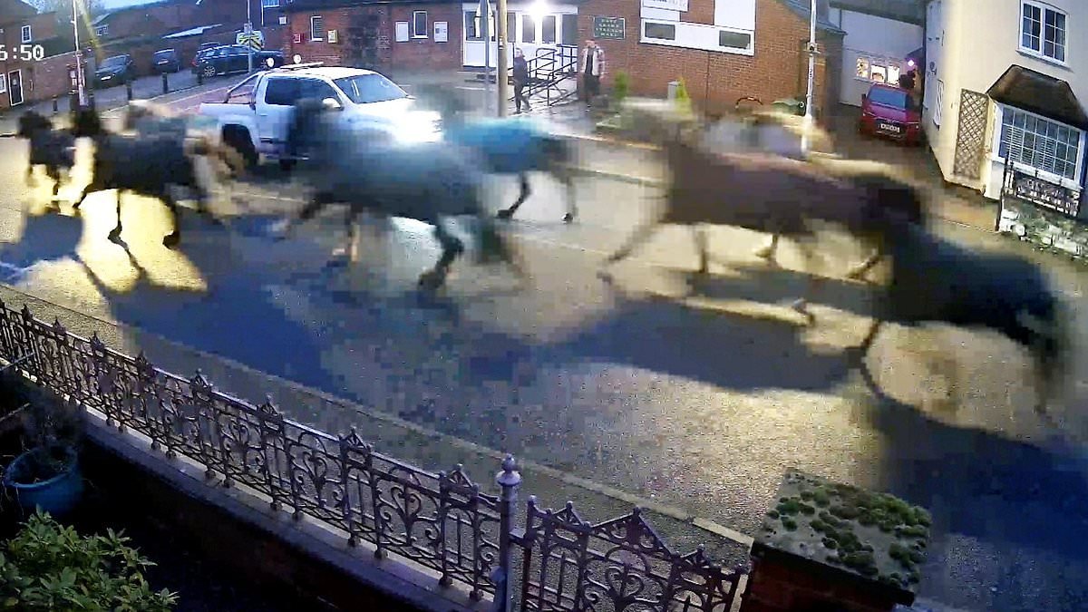 Moment herd of horses gallop through village streets after escaping from nearby stables