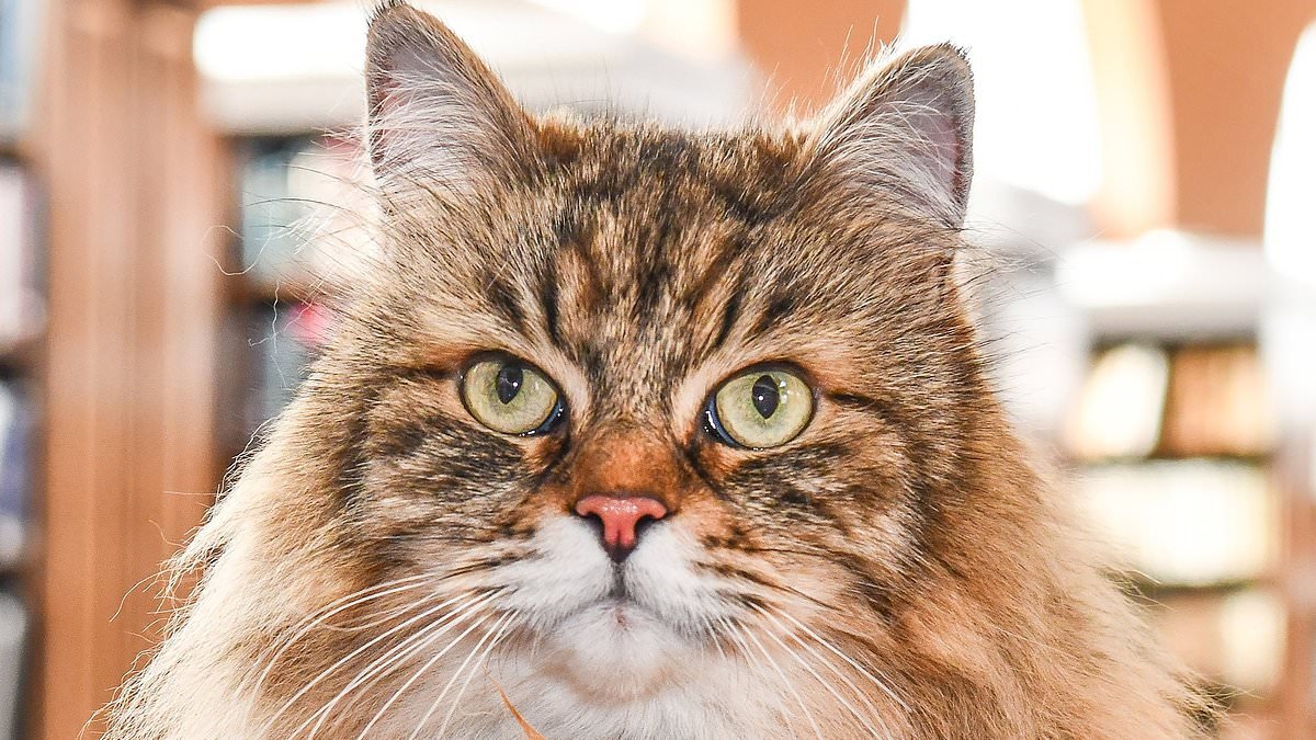 Meet the 'famous' Oxford University cat that keeps students company in the library... and travels to campus on a bus every day