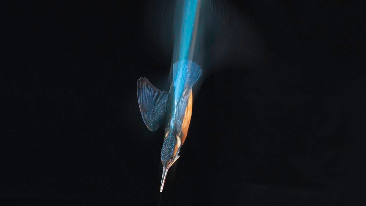 Photographer's stunning picture show kingfishers diving into pond