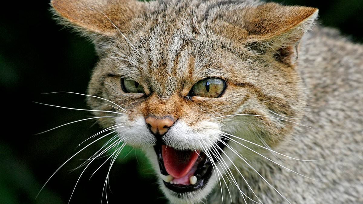 Could LYNX be reintroduced in Scotland? Charities make fresh call to bring back big cats
