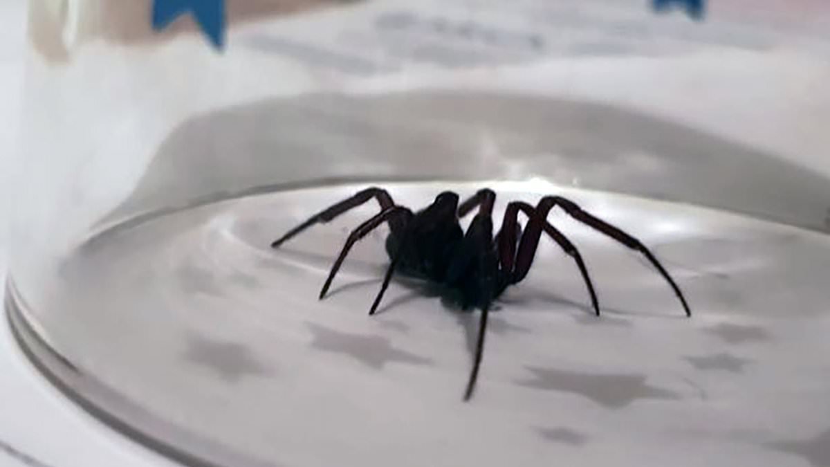 Number of patients being admitted to hospital for spider bites has doubled amid 'explosion' of false widows in UK