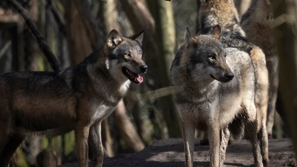 Entire pack of wolves at UK animal park are euthanised 'as a last resort'