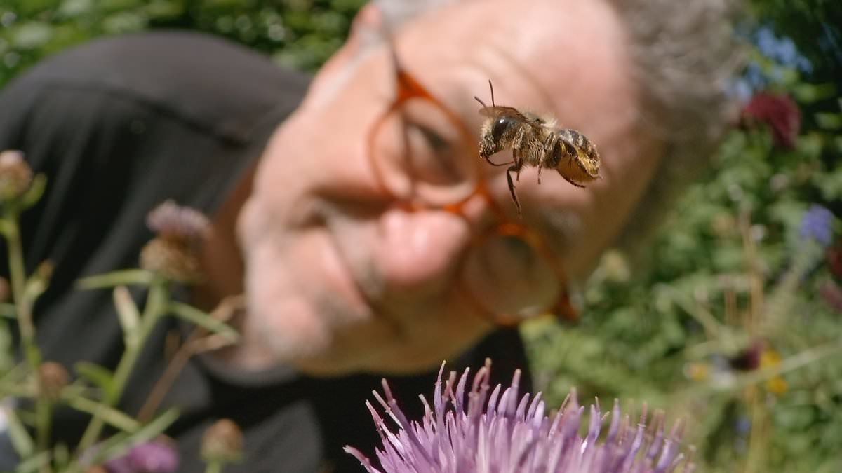 CHRISTOPHER STEVENS reviews last night's TV: This astonishing footage of honey bees caressing was mesmerising