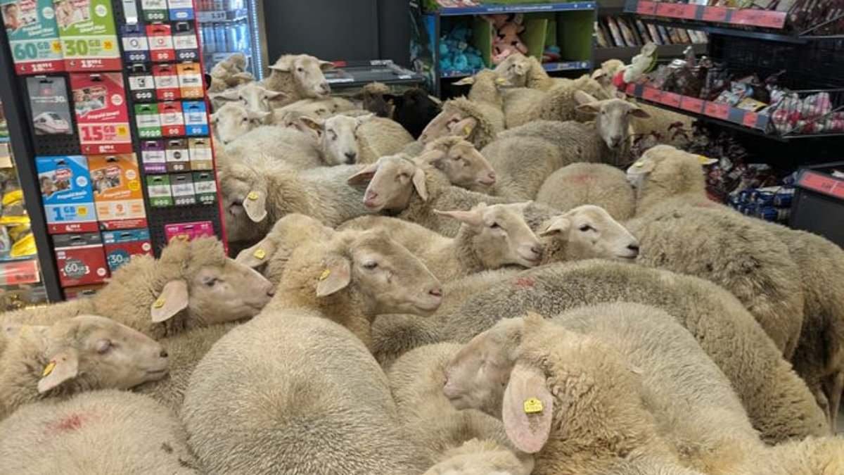 Sheep and cheerful! Ram-paging animals flock through supermarket in Germany