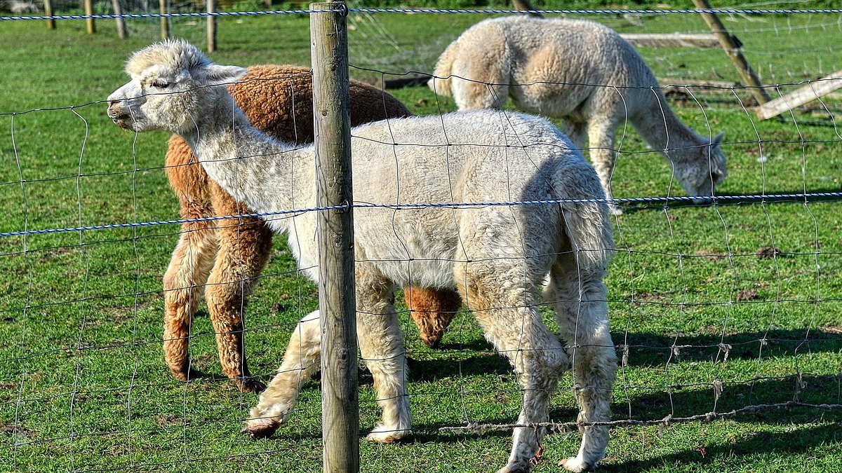 'Llama drama' as villagers battle with woman who wants to keep herd of alpacas at her home after coma ordeal