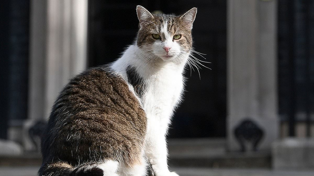 Larry the cat celebrates 15 years at No10! Chief mouser, 19, marks another year as Downing Street's top cat