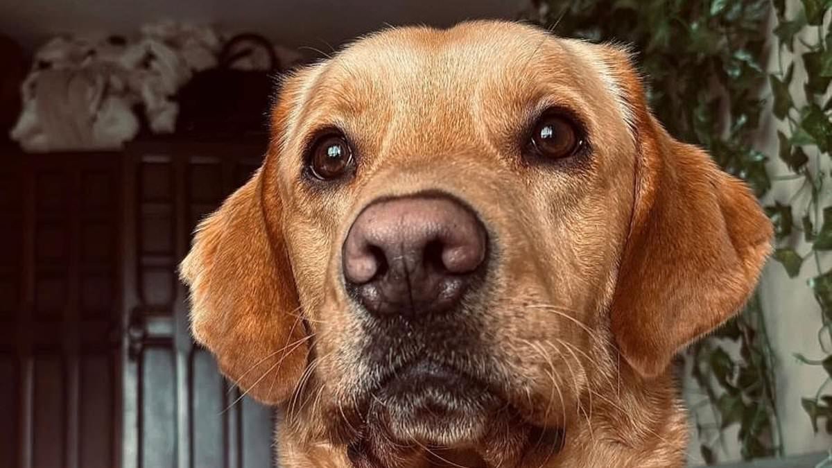 Dog solves murder: Labrador cracks 160-year-old case when he digs up bottle of Victorian poison in the garden