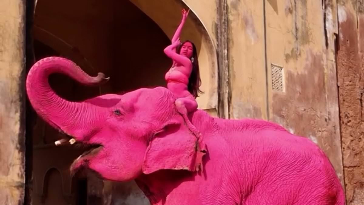 Fury in India after elephant is painted bright pink for photoshoot and later dies - as Russian photographer reveals death threats