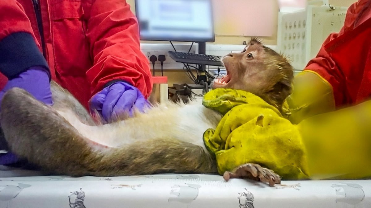 Pictured: The monkeys force-fed to test fat jabs... Screaming in agony, these pictures expose the barbaric cruelty in UK laboratories that shames the weight-loss industry