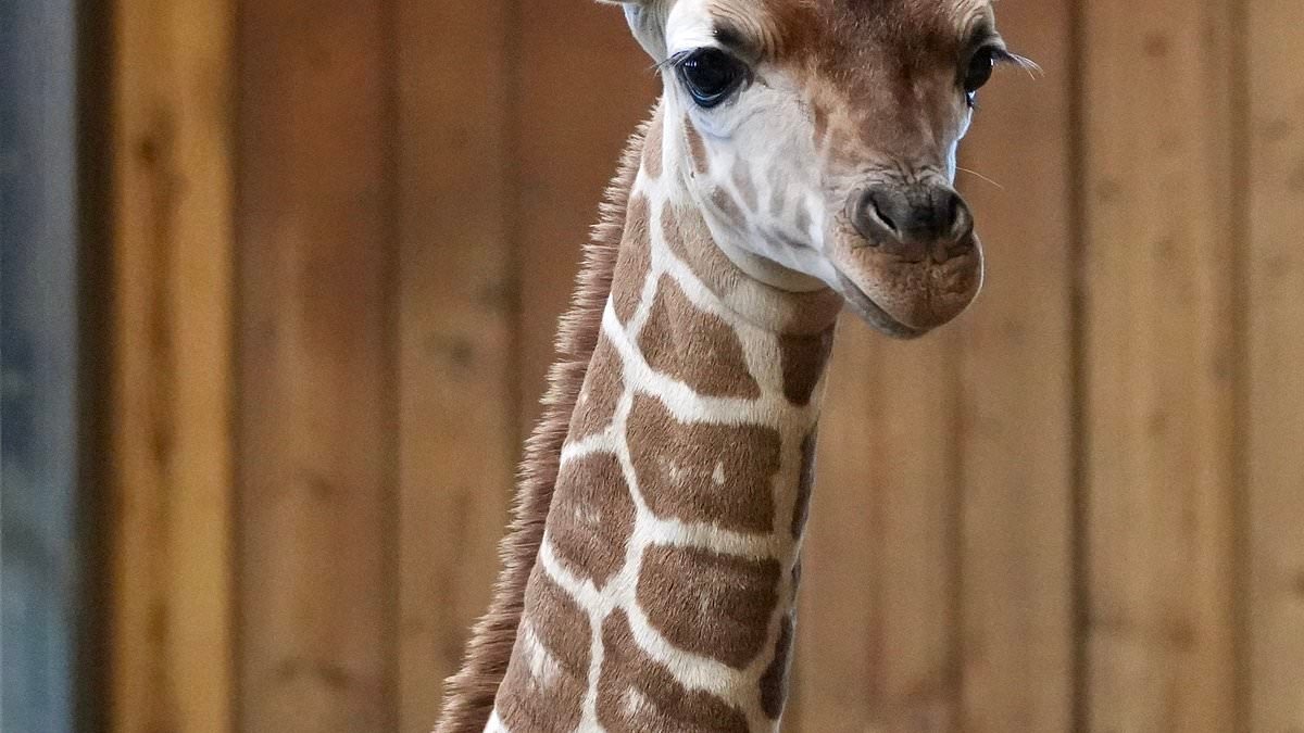 Adorable baby giraffe killed in freak accident at Detroit Zoo