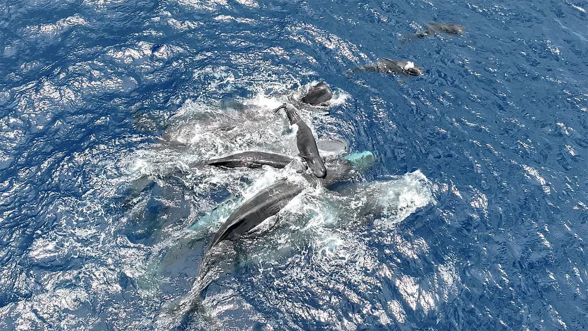 Incredible moment sperm whales work together to hold newborn calf above the water until it is able to swim