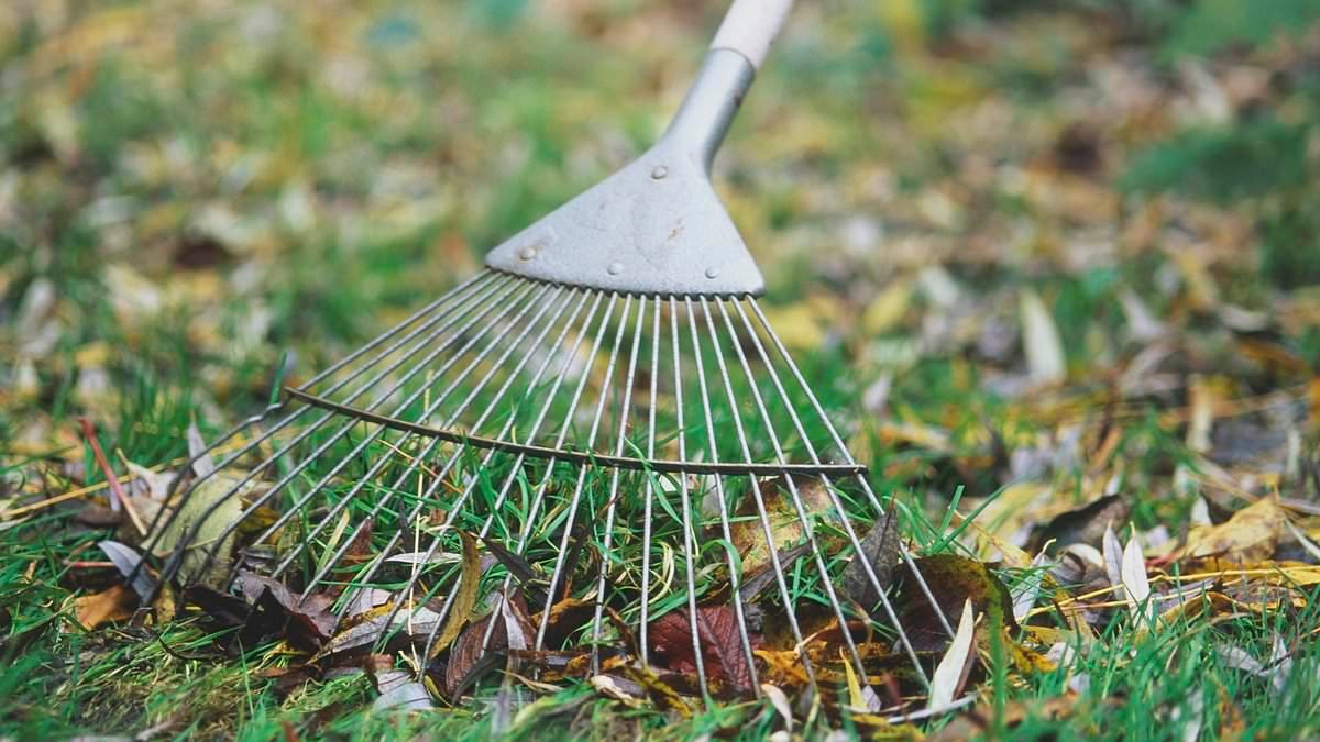 Gardening expert reveals key mistake people make with their lawns in spring - which ends up making the grass look WORSE