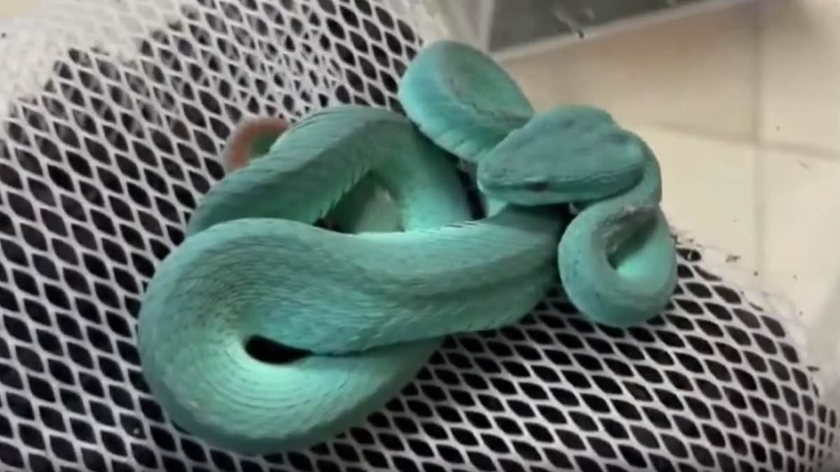 Zootopia 2 sparks sales of dangerous snakes as fans flock to import the rare exotic pets