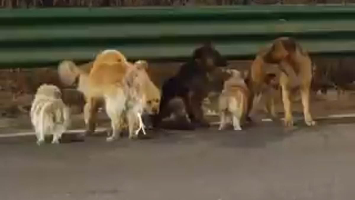 How do dogs know how to get home? The science behind their 'homing instinct' - as seven stolen pups escape Chinese meat factory and form a 'band of brothers' to walk 10 miles together