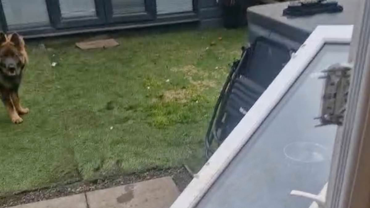 German Shepherd puppy gets so excited for her walk she rips patio owner's patio doors off its hinges